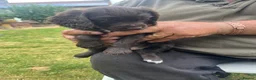 Sprocker dogs for sale: Sprocker pups for sale - Advert 4