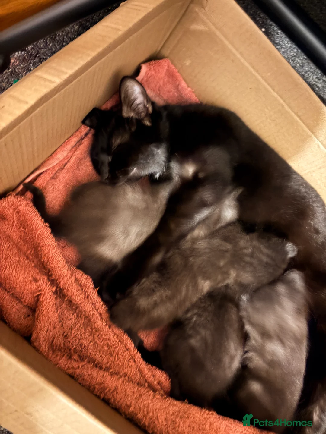 Mixed Breed cats for sale: Ragdoll x domestic shorthair  in Grantham - Advert 2