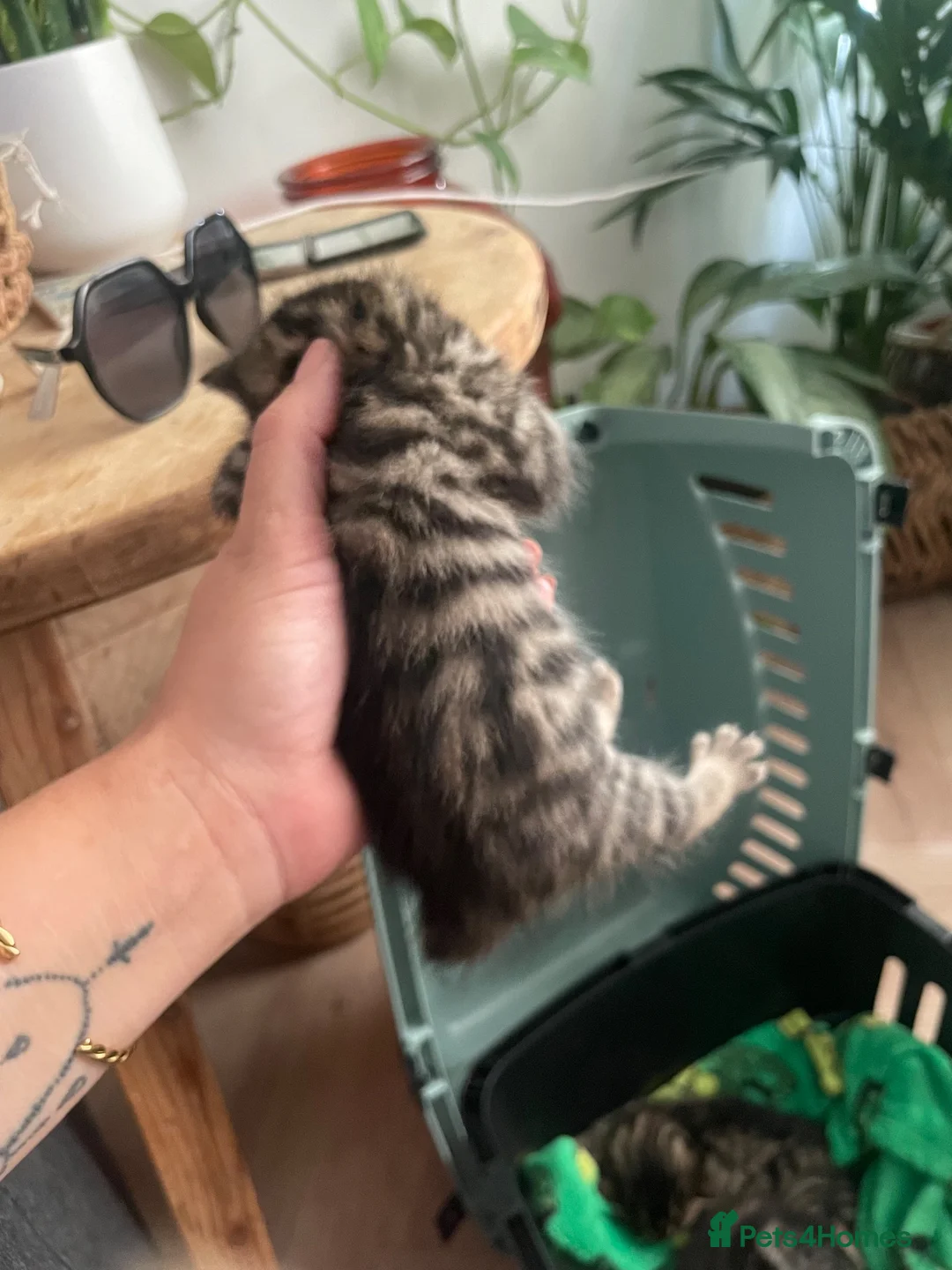 Bengal cats for sale: Half bengal kittens  in Bristol - Advert 9