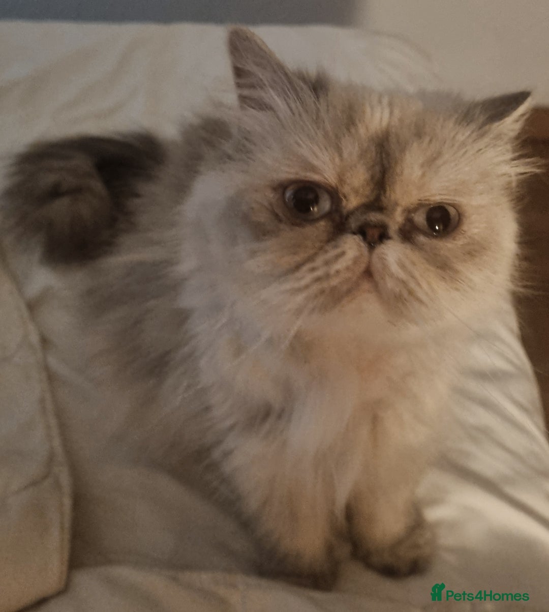 Persian cats for sale: Persian Silver colour, blue eyes 11 month girl - Image 5