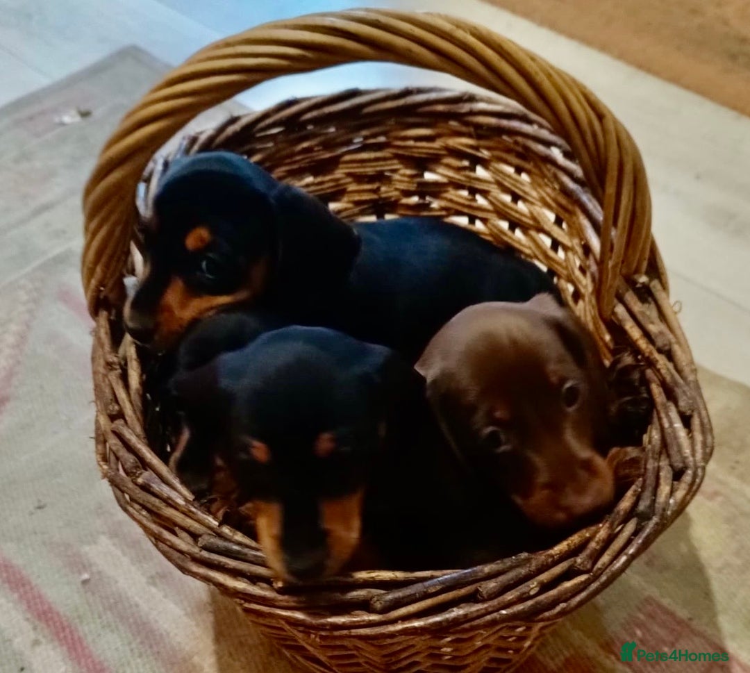 Miniature Dachshund dogs for sale: REDUCED. KC:reg Two Boys Smooth  - Image 16