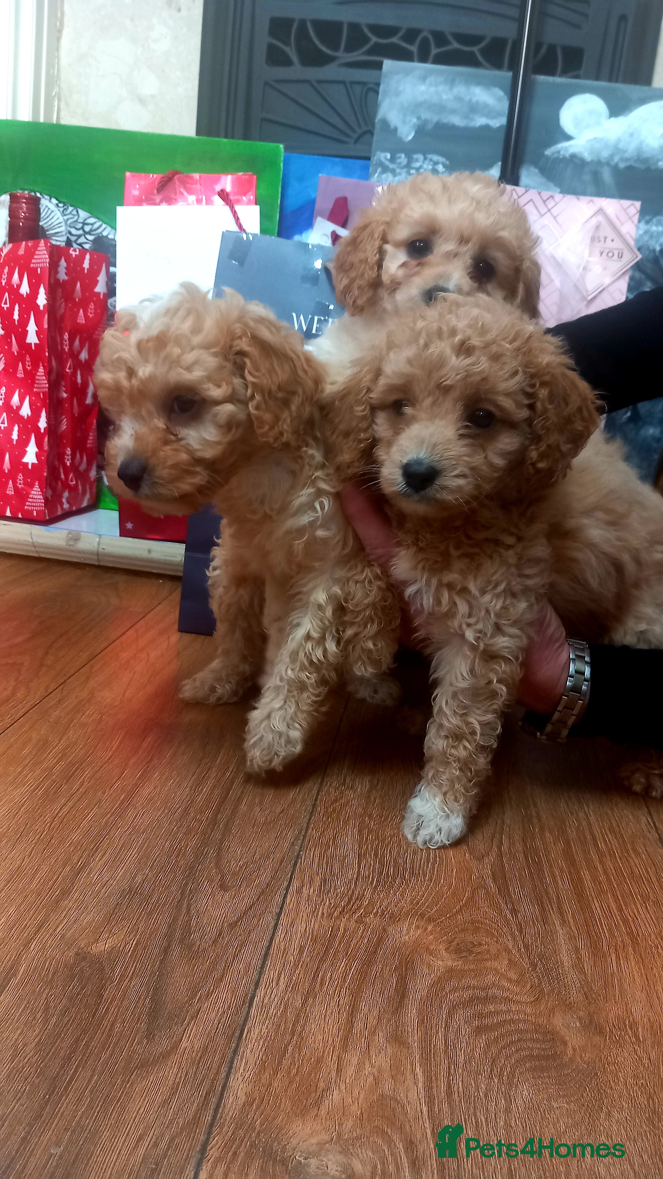 Cavapoo dogs 2  Beautiful Puppies Left  - Advert 5
