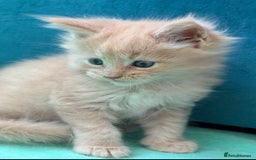 Maine Coon cats for sale: GCCF Reg Main Coon Kittens - Image 10