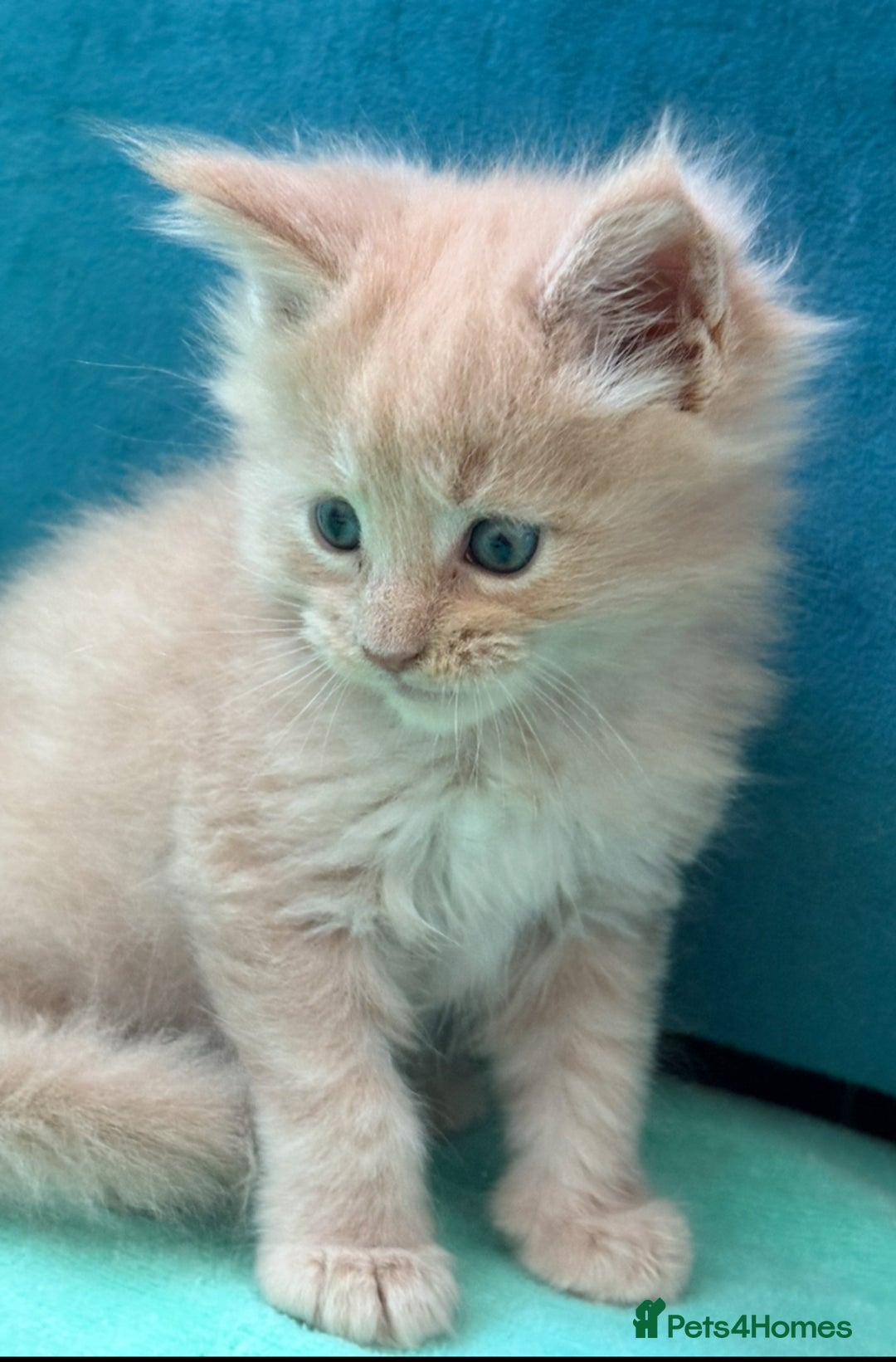 Maine Coon cats for sale: GCCF Reg Main Coon Kittens - Image 10