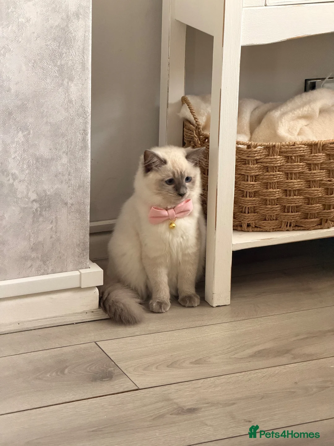 Ragdoll cats for sale: Beautiful blue mitted ragdoll girl xx - Advert 5
