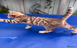 Keetso cats for sale: Rare curled eared rosetted keetso male  - Advert 15