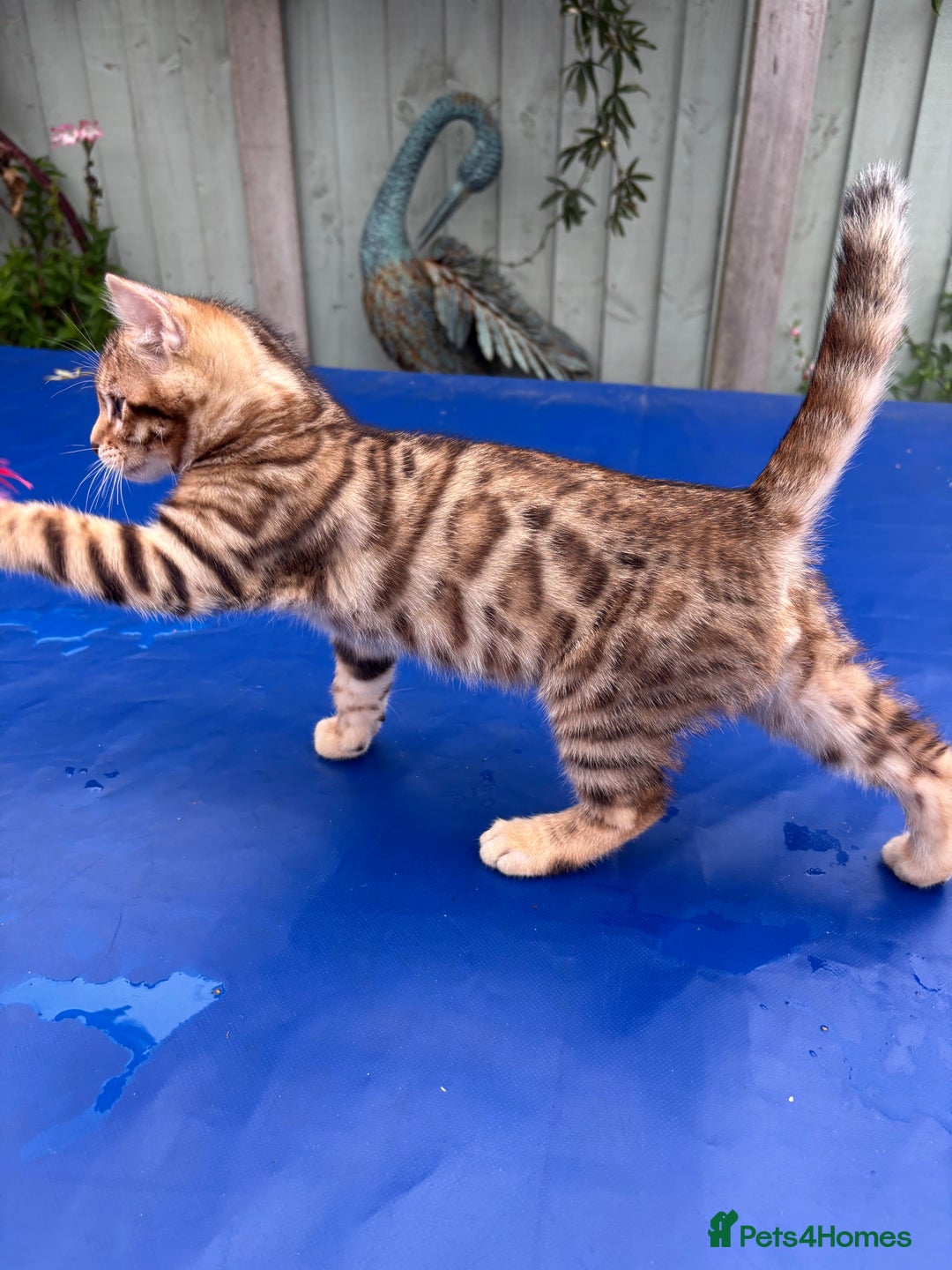 Keetso cats for sale: Rare curled eared rosetted keetso male  - Advert 15