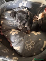 Mixed Breed dogs - Advert 12