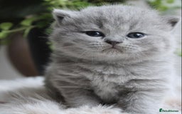 British Shorthair cats for sale: Loving British Blues!!! - Image 4