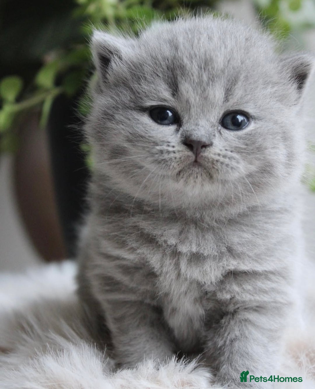 British Shorthair cats for sale: Loving British Blues!!! - Image 4