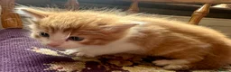 Mixed Breed cats for sale: Tabitha has had a joyful litter of 7 beauties! - Advert 14