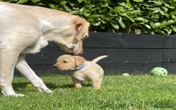 Labrador Retriever dogs for sale: Gorgeous Chunky Labrador Puppies - Image 3