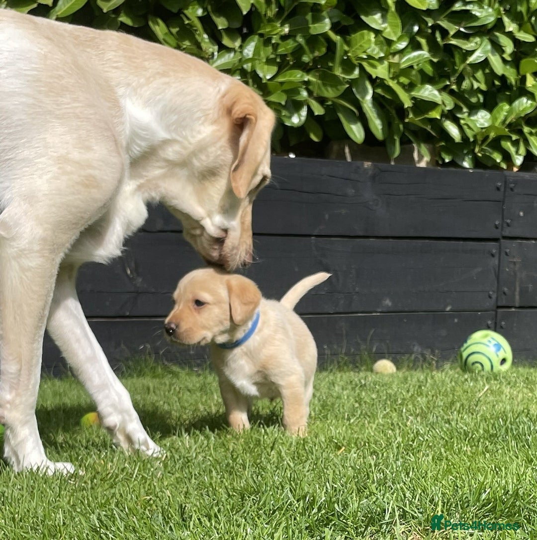 Labrador Retriever dogs for sale: Gorgeous Chunky Labrador Puppies - Image 3