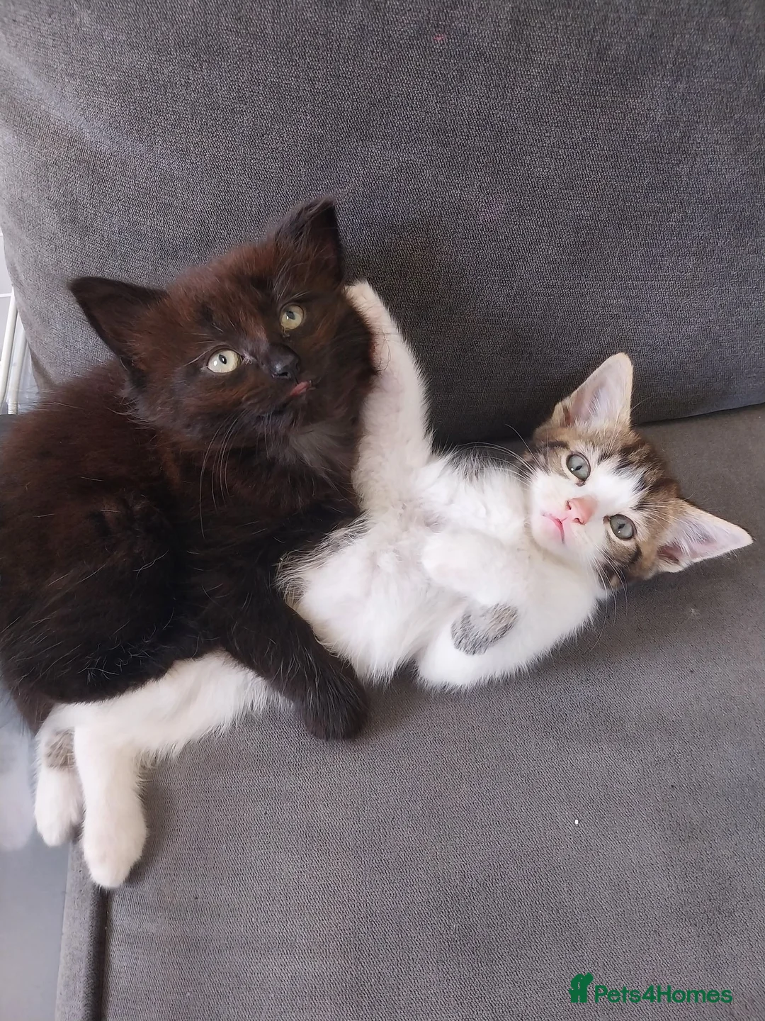 Mixed Breed cats for sale: Mixed bread kittens for sale 3x male 1 female  in Halifax - Advert 1