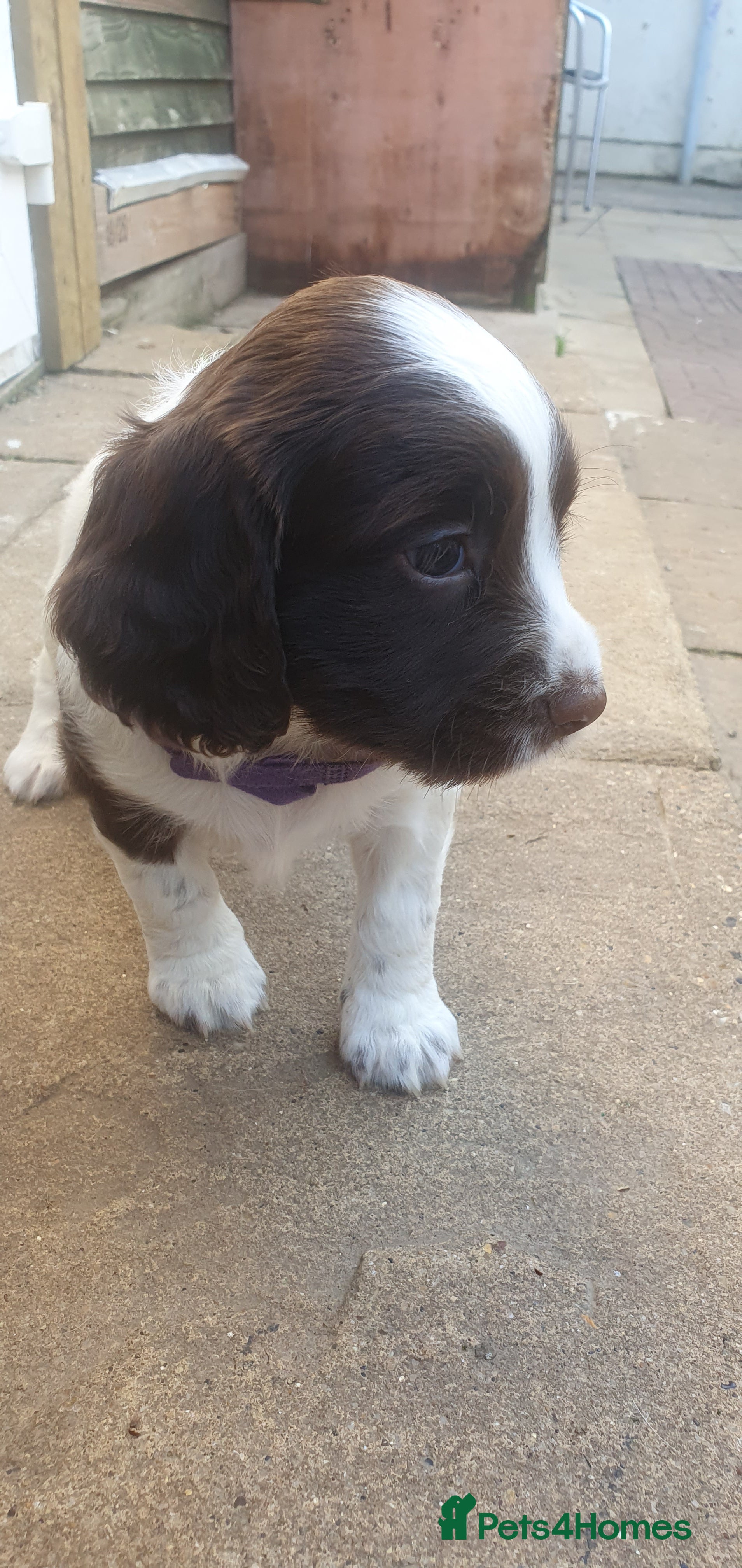 English Springer Spaniel dogs for sale: Beautiful springer spaniel puppies - Advert 2