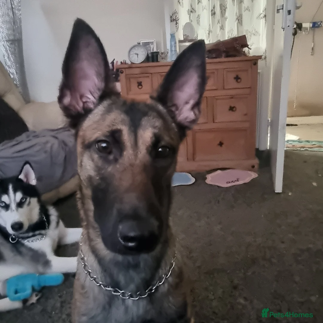 Belgian Shepherd Dog dogs for sale: zara  - Advert 7