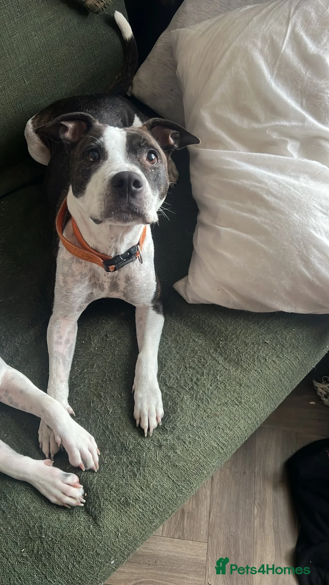 Staffordshire Bull Terrier dogs for sale: 🐾 Adorable Amstaff Puppies –  ❤️ - Advert 2