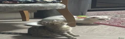 Scottish Fold cats for sale: Pure bred Scottish fold/straight - Advert 4
