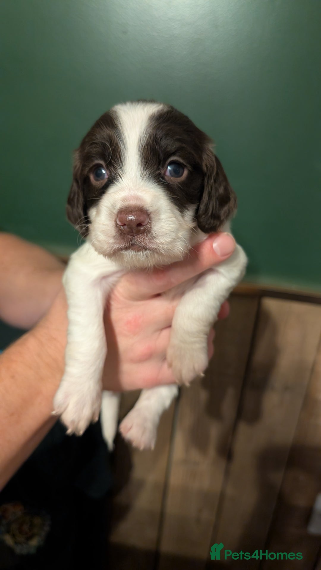 English Springer Spaniel dogs for sale: Gorgeous chunky Springer Spaniels for sale - Advert 9