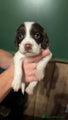 English Springer Spaniel Puppy 2