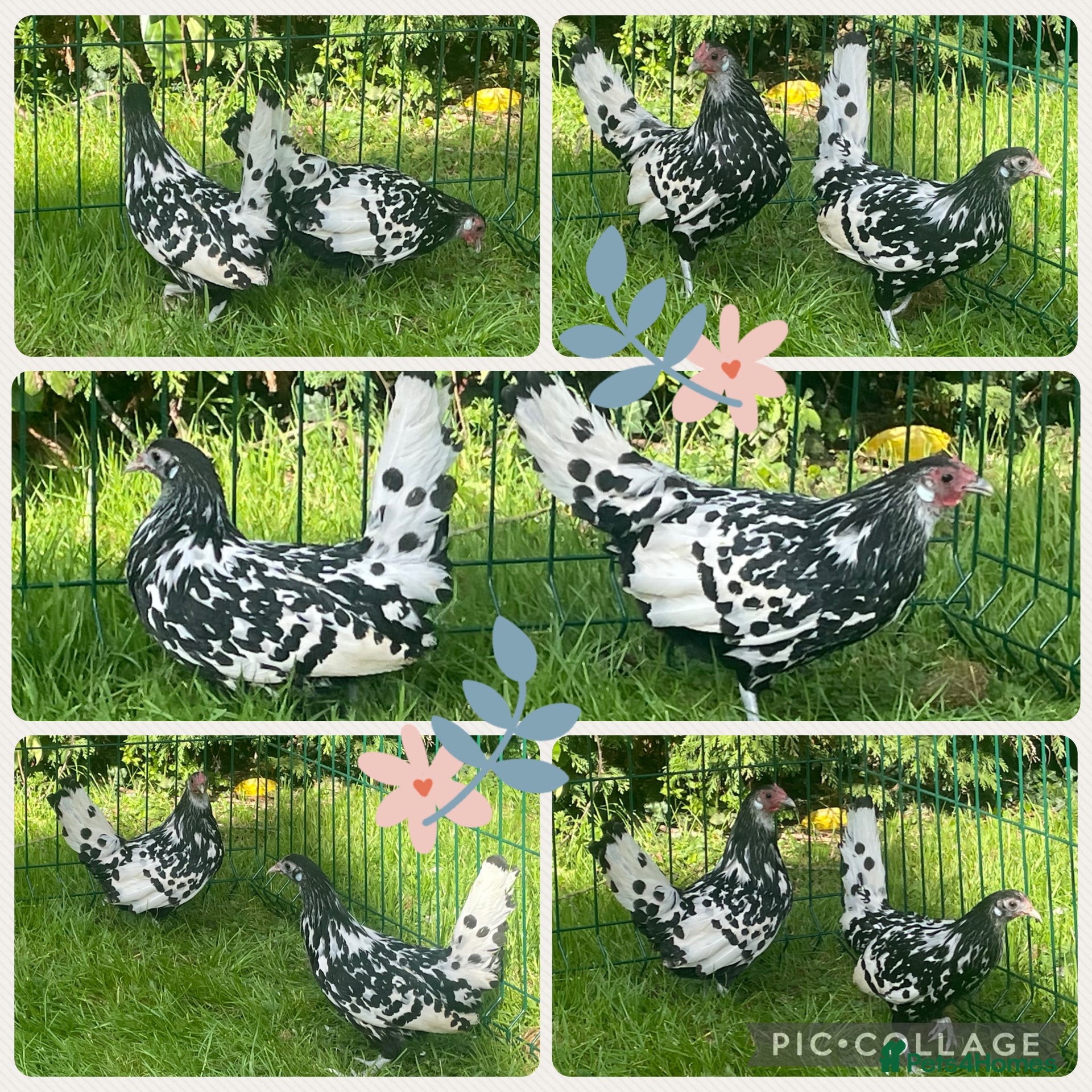 Chickens poultry Silver spangled Hamburg  - Advert 1