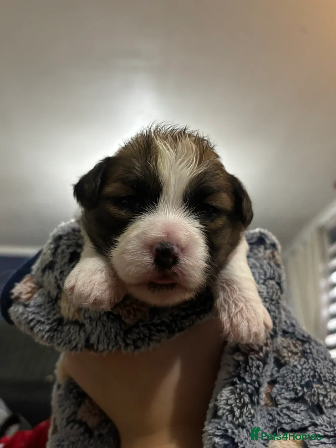 Shorkie dogs for sale: Shorkie x puppies  - Advert 10