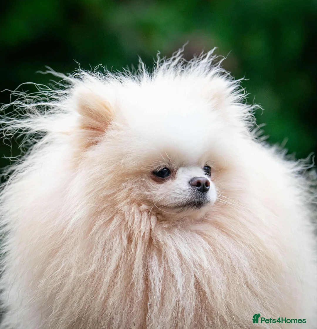 Pomeranian dogs for stud: WHITE POMERANIAN kc Reg in Pontefract - Advert 5