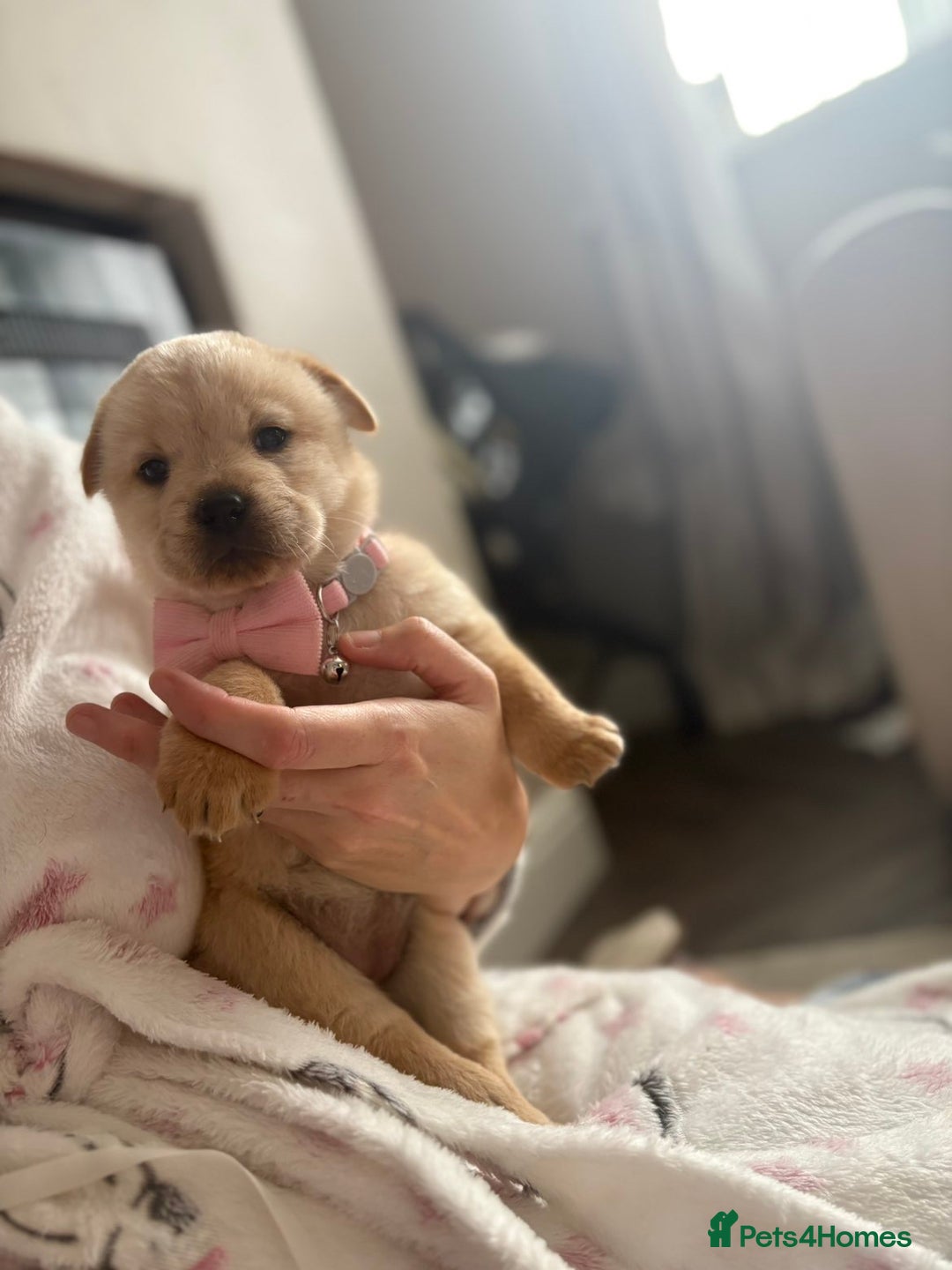 Mixed Breed dogs for sale: Chowweiler puppy’s  - Advert 2