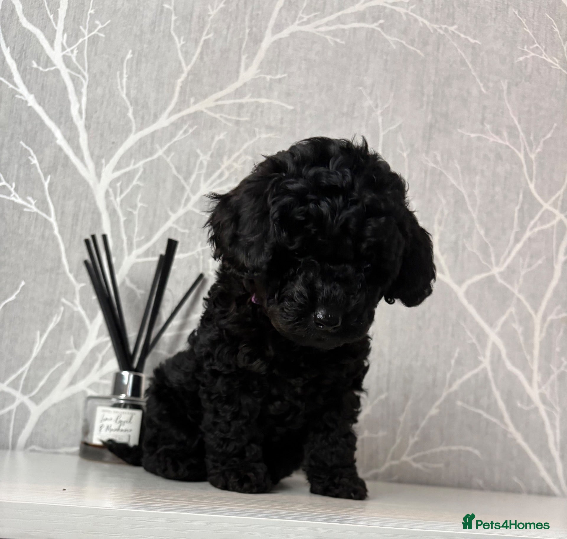 Cockapoo dogs F1b toy cockapoo health tested parent 🐶 - Advert 6