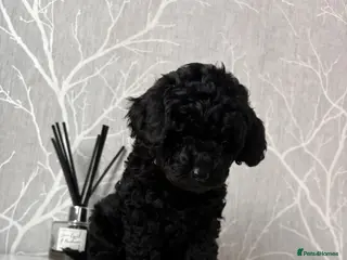 Cockapoo dogs F1b toy cockapoo health tested parent 🐶 - Advert 6