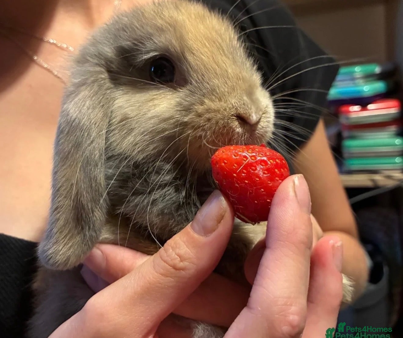 Mini Lop rabbits Two 4month old Mini lop rabbits (must go together) - Advert 1