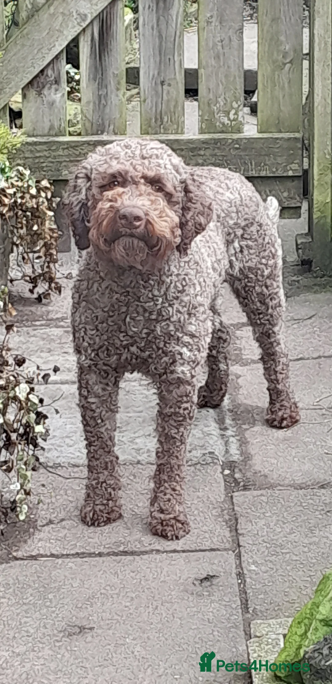 Lagotto Romagnolo dogs for stud: Kc reg proven dna tested lagotto  for stud £700 in Belper - Advert 2