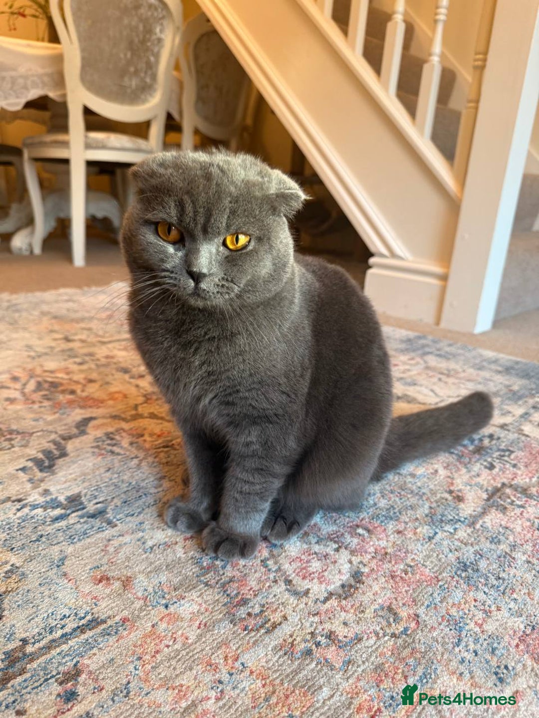 British Shorthair cats for sale: Beautiful Gentle Male British Shorthair - Image 3