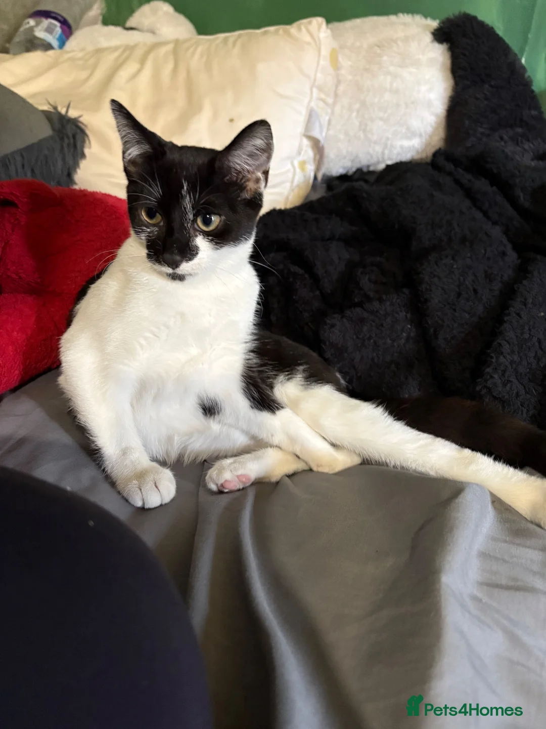 British Shorthair cats for sale: Needs rehoming - Advert 1