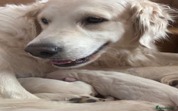 Golden Retriever dogs for sale: Gorgeous Golden retrievers Puppies for new homes - Image 9
