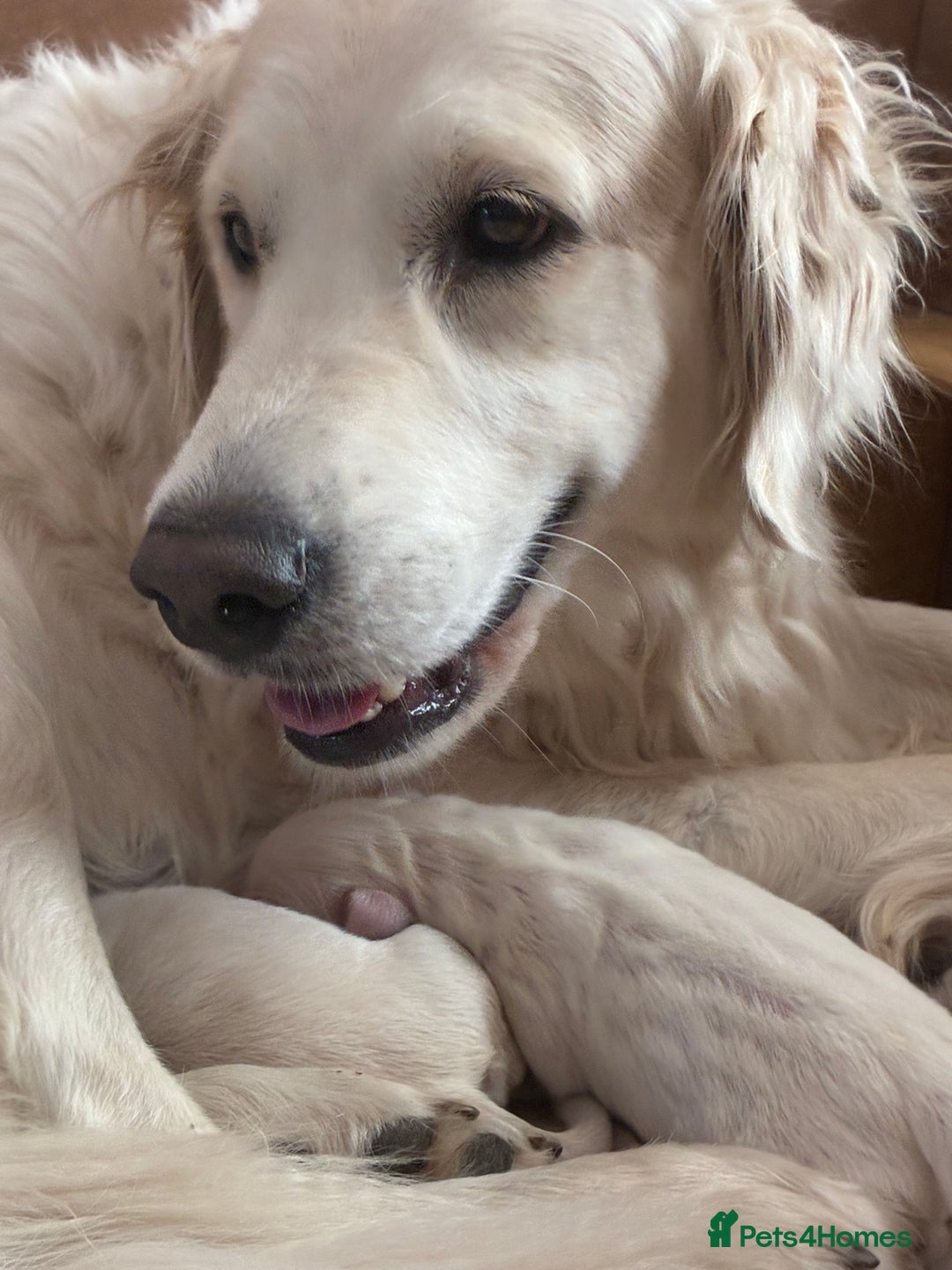 Golden Retriever dogs for sale: Gorgeous Golden retrievers Puppies for new homes - Image 9