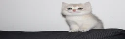 British Shorthair cats for sale: TICA pedigree pure breed golden kittens - Advert 21