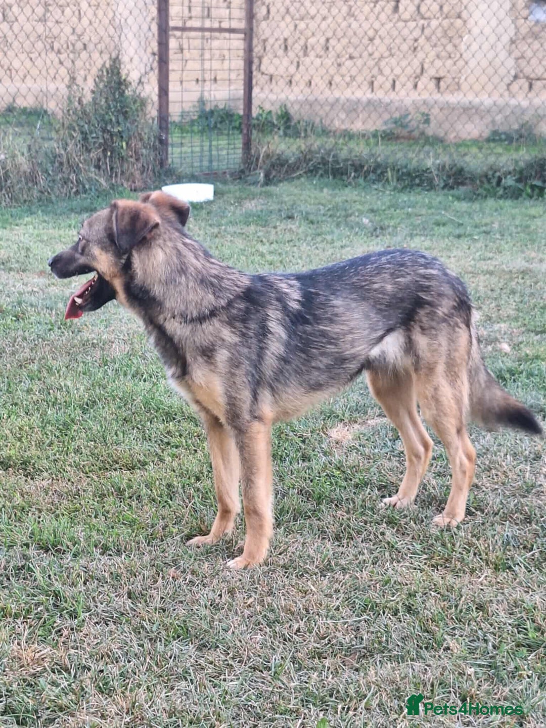 Mixed Breed dogs for adoption: Marvellous Margot for Adoption!  - Advert 4