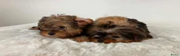 Sealyham Terrier dogs for sale: Sealyham miniture terrier - Advert 17
