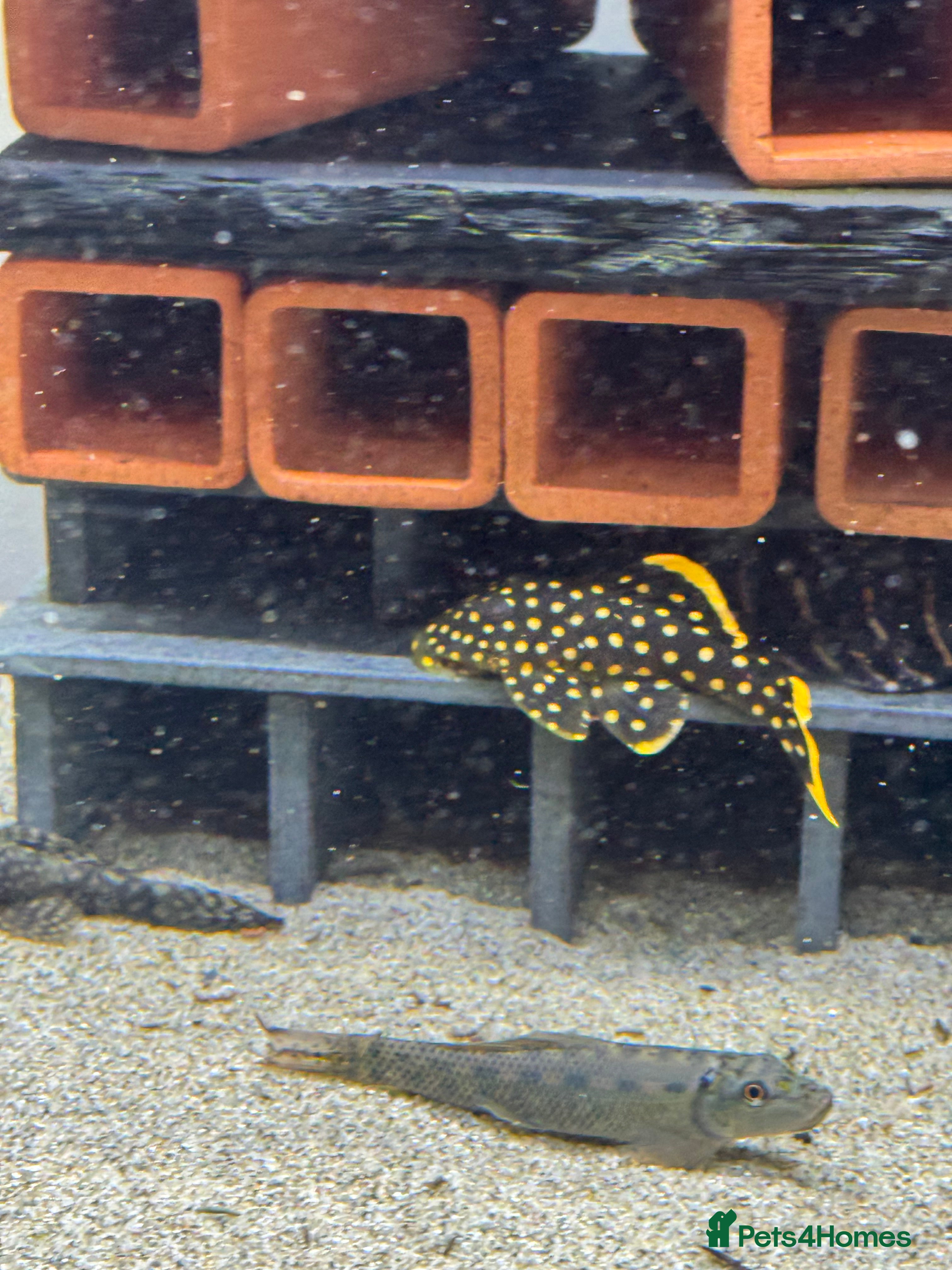 Plecos fish Plecos for sale  - Advert 1