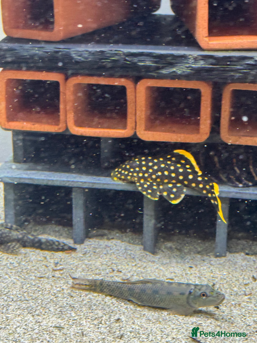 Plecos fish for sale: Plecos for sale  - Advert 1