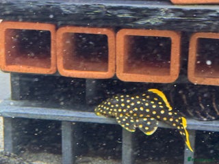 Plecos fish Plecos for sale - Advert 1