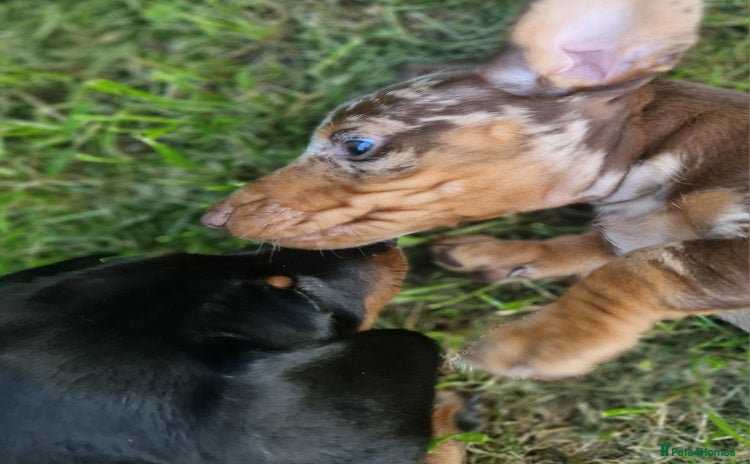 Dachshund dogs - Advert 4