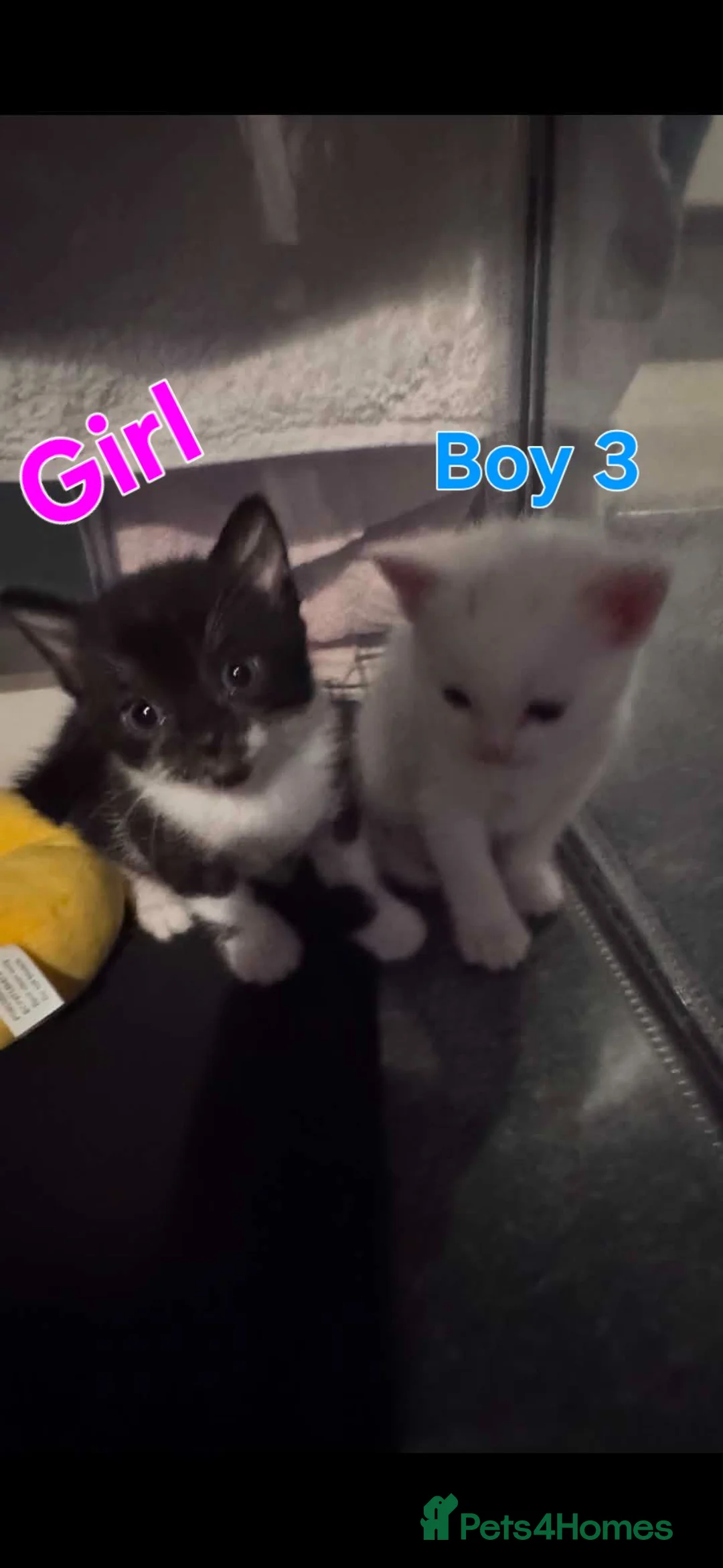 Mixed Breed cats for sale: Tonkinese cross kittens  - Advert 2