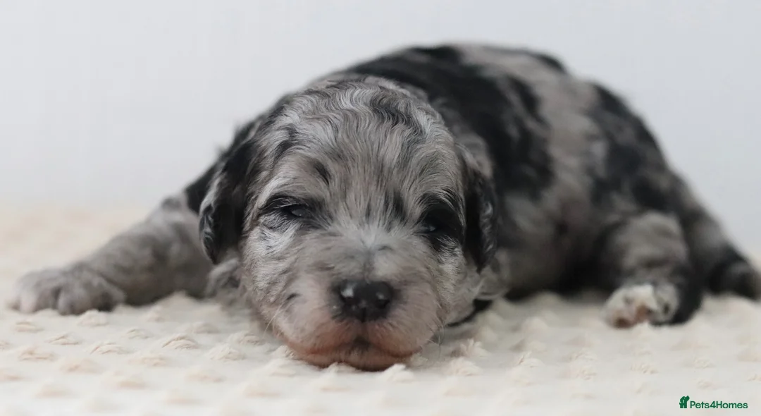 Cockapoo dogs for sale: Stunning Merle/phantom cockapoo litter in Ashby-de-la-Zouch - Advert 2