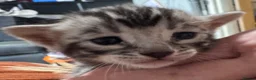 Bengal cats for sale: TICA registered health tested show quality bengals - Advert 1