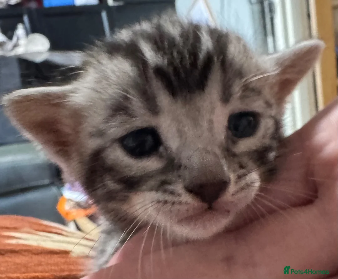 Bengal cats for sale: TICA registered health tested show quality bengals - Advert 1