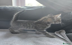 Mixed Breed cats for sale:  tabby kittens  - Image 4