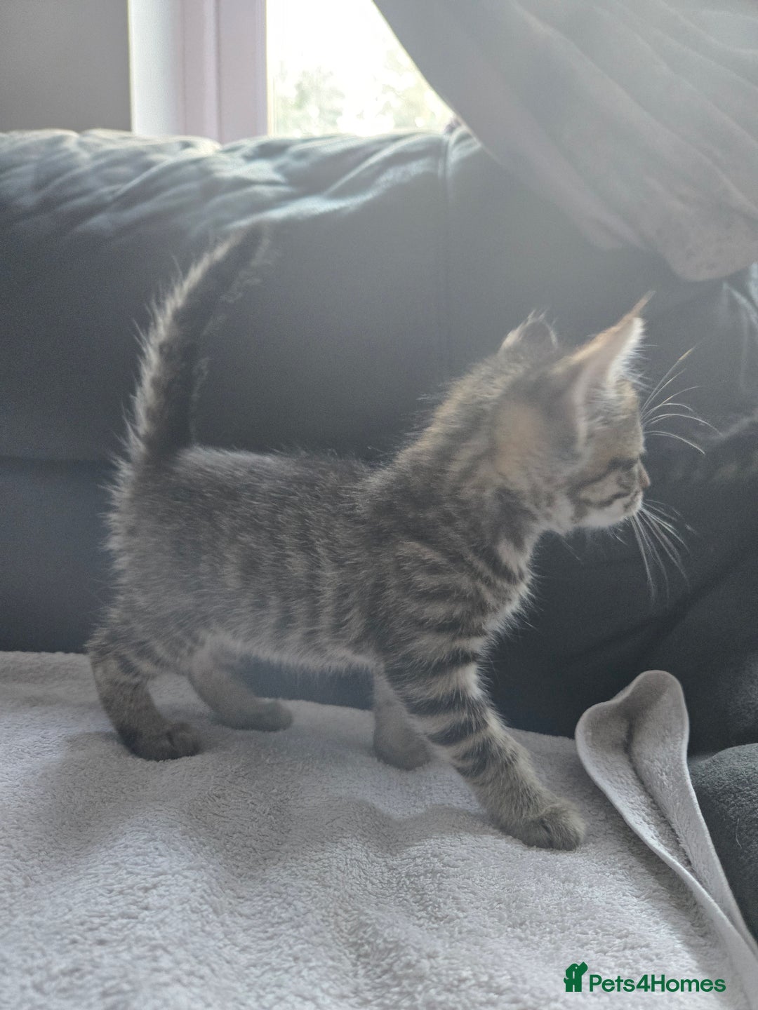 Mixed Breed cats for sale:  tabby kittens  - Image 4