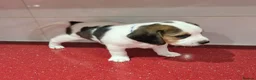 Beagle dogs for sale: Beagle  - Advert 3